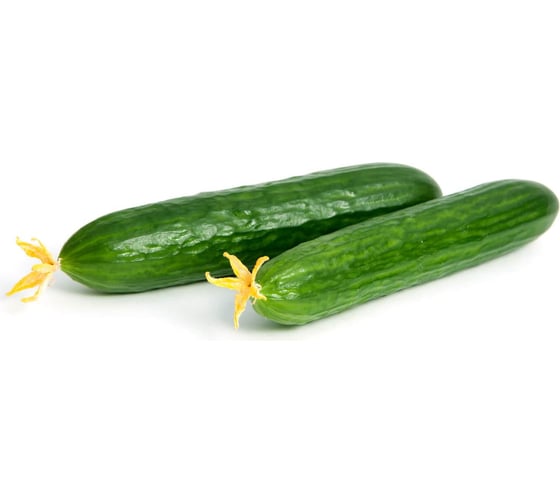 Танто F1 семена огурца 500 шт ЭС мини ELITE PLANT-BREEDING & SEED PRODUCTION Co. 1071860719