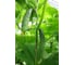 Таракановский F1 семена огурца 20 шт ЭС мини ELITE PLANT-BREEDING & SEED PRODUCTION Co. 1070008908 2