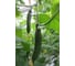 Таракановский F1 семена огурца 20 шт ЭС мини ELITE PLANT-BREEDING & SEED PRODUCTION Co. 1070008908 3