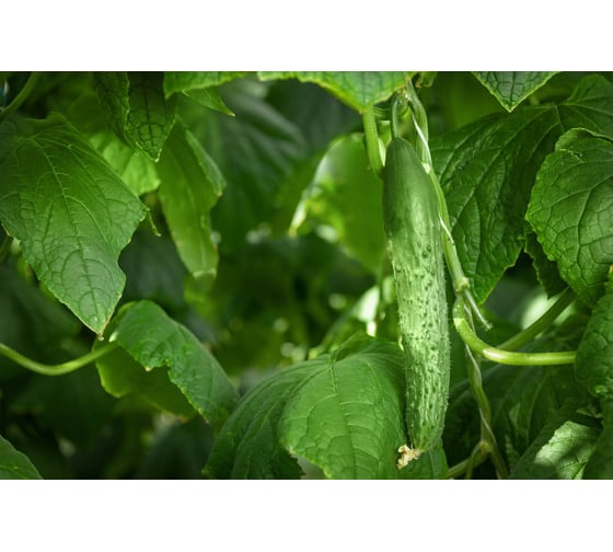 Тайгерс F1 семена огурца 100 шт ЭС мини ELITE PLANT-BREEDING & SEED PRODUCTION Co. 10718378