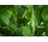 Тайгерс F1 семена огурца 100 шт ЭС мини ELITE PLANT-BREEDING & SEED PRODUCTION Co. 10718378 2