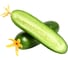 Тайгерс F1 семена огурца 100 шт ЭС мини ELITE PLANT-BREEDING & SEED PRODUCTION Co. 10718378 3