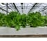 Филигрань семена айс салата зеленого 5 г ЭС мини ELITE PLANT-BREEDING & SEED PRODUCTION Co. 1070008353 2