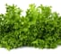 Филигрань семена айс салата зеленого 5 г ЭС мини ELITE PLANT-BREEDING & SEED PRODUCTION Co. 1070008353 3