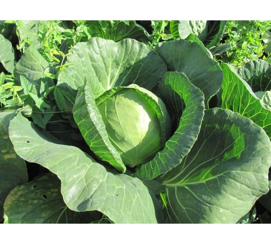 Форсаж F1 семена капусты белокочанной 50 шт ЭС мини ELITE PLANT-BREEDING & SEED PRODUCTION Co. 1999942744