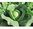 Форсаж F1 семена капусты белокочанной 50 шт ЭС мини ELITE PLANT-BREEDING & SEED PRODUCTION Co. 1999942744 3
