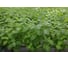 Тимол семена мяты овощной 1 г ЭС мини ELITE PLANT-BREEDING & SEED PRODUCTION Co. 1999947938 2