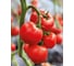 Фрида F1 семена томата 20 шт ЭС мини ELITE PLANT-BREEDING & SEED PRODUCTION Co. 1071860536 2