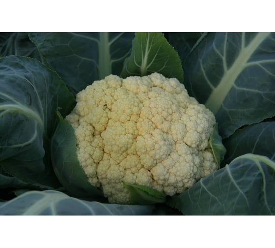 Фристайл F1 семена капусты цветной 50 шт ЭС мини ELITE PLANT-BREEDING & SEED PRODUCTION Co. 1999942742