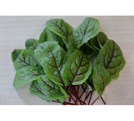Хамелеон семена красного щавеля 10 г ЭС мини ELITE PLANT-BREEDING & SEED PRODUCTION Co. 1026995168