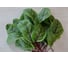 Хамелеон семена красного щавеля 50 г ЭС ELITE PLANT-BREEDING & SEED PRODUCTION Co. 1026995164 3