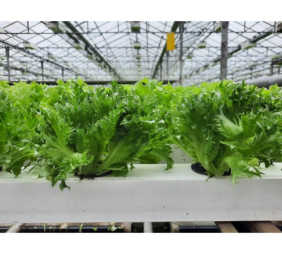 Фрезер семена айс салата зеленого 1900 шт ЭС мини ELITE PLANT-BREEDING & SEED PRODUCTION Co. 1026995173