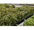 Хамелеон семена красного щавеля 1 г ЭС мини ELITE PLANT-BREEDING & SEED PRODUCTION Co. 1026995165 2
