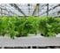 Фрезер семена айс салата зеленого 5 г ЭС мини ELITE PLANT-BREEDING & SEED PRODUCTION Co. 1070008350 2