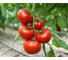 Хортица F1 семена томата 20 шт ЭС мини ELITE PLANT-BREEDING & SEED PRODUCTION Co. 1071855700 2