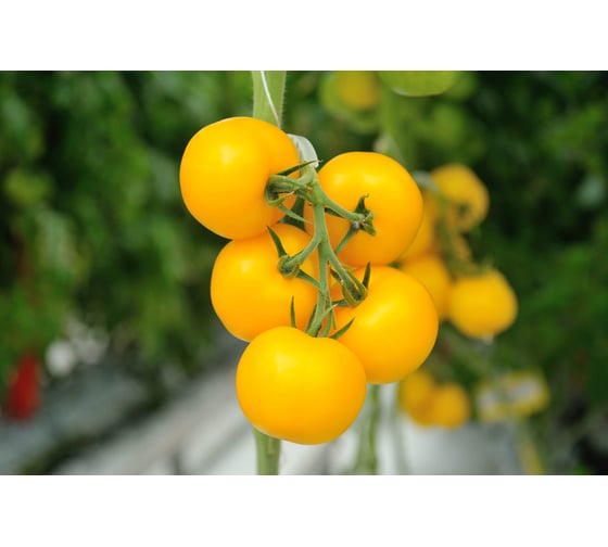 Фотон F1 семена томата 20 шт ЭС мини ELITE PLANT-BREEDING & SEED PRODUCTION Co. 1070009051