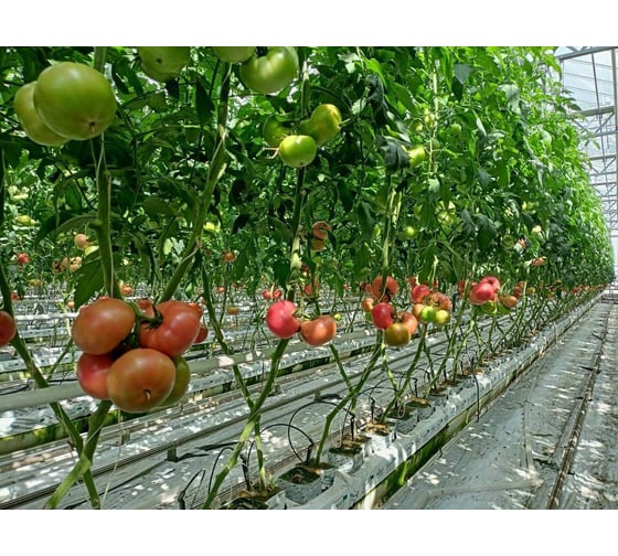 Херсонес F1 семена томата 500 шт ЭС мини ELITE PLANT-BREEDING & SEED PRODUCTION Co. 1071855704