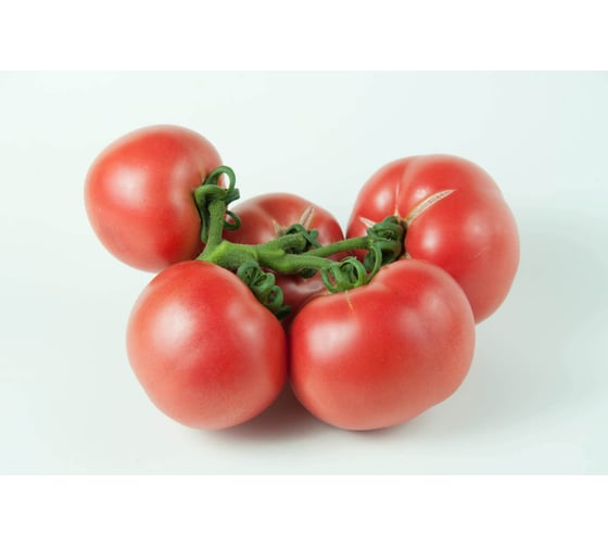 Шибик F1 семена томата 500 шт ЭС мини ELITE PLANT-BREEDING & SEED PRODUCTION Co. 1071860385