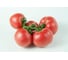 Шибик F1 семена томата 500 шт ЭС мини ELITE PLANT-BREEDING & SEED PRODUCTION Co. 1071860385 3