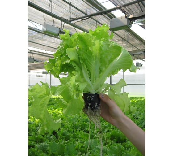 Хризолит семена салата батавия светло-зеленого 5 г ЭС мини ELITE PLANT-BREEDING & SEED PRODUCTION Co. 1070008351