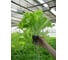Хризолит семена салата батавия светло-зеленого 5 г ЭС мини ELITE PLANT-BREEDING & SEED PRODUCTION Co. 1070008351 2