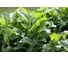 Эврика семена индау ( руккола культурная ) 50 г ЭС ELITE PLANT-BREEDING & SEED PRODUCTION Co. 1070008347 2