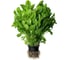 Эврика семена индау ( руккола культурная ) 50 г ЭС ELITE PLANT-BREEDING & SEED PRODUCTION Co. 1070008347 3