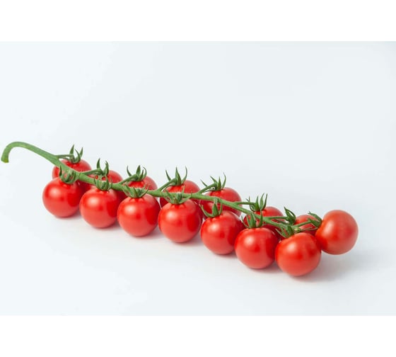 Чезаре F1 семена томата 10 шт ЭС мини ELITE PLANT-BREEDING & SEED PRODUCTION Co. 1026995228