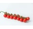 Чезаре F1 семена томата 10 шт ЭС мини ELITE PLANT-BREEDING & SEED PRODUCTION Co. 1026995228 2