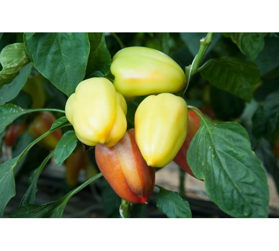 Эривань F1 семена перца сладкого 20 шт ЭС мини ELITE PLANT-BREEDING & SEED PRODUCTION Co. 1999942738