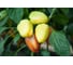 Эривань F1 семена перца сладкого 20 шт ЭС мини ELITE PLANT-BREEDING & SEED PRODUCTION Co. 1999942738 2