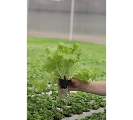 Хризолит семена салата батавия светло-зеленого 20 г ЭС мини ELITE PLANT-BREEDING & SEED PRODUCTION Co. 1071860384