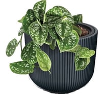 Кашпо Prosperplast DBML400-S433 MILLY d 39, h 32 см, антрацит, с вкладышем 069756