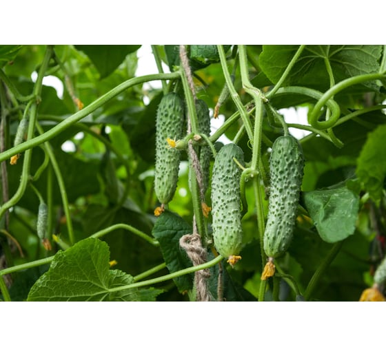 Мамлюк F1 семена огурца 100 шт ЭС мини ELITE PLANT-BREEDING & SEED PRODUCTION Co. 1026993548