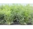 Марафон семена укропа 15 г ЭС мини ELITE PLANT-BREEDING & SEED PRODUCTION Co. 1070008342 2