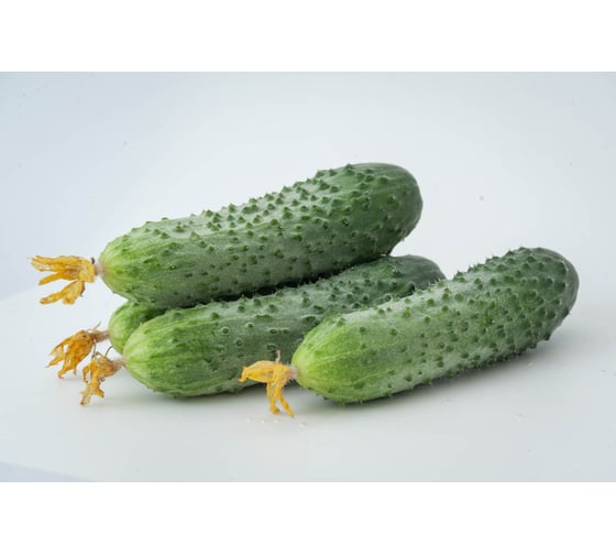 Мамлюк F1 семена огурца 500 шт ЭС мини ELITE PLANT-BREEDING & SEED PRODUCTION Co. 1071860302