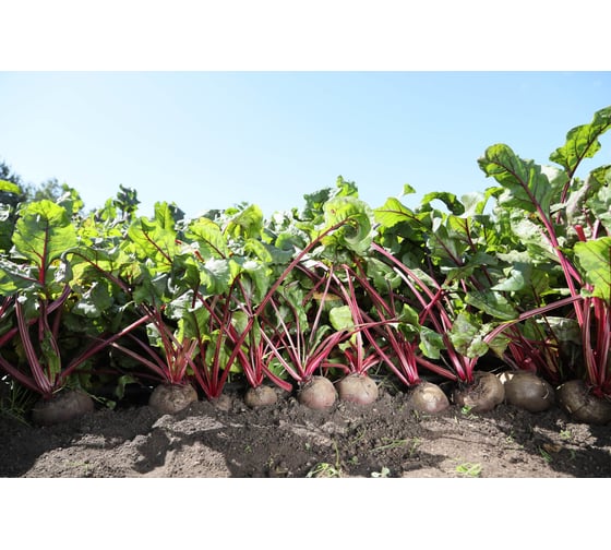 Марго F1 семена свеклы столовой 40 г ЭС ELITE PLANT-BREEDING & SEED PRODUCTION Co. 1999947950