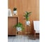 Подставка для комнатных растений GreenWeen OXALIS 60 230x230x610 мм, цвет золотой GW-OXALIS60-G 8