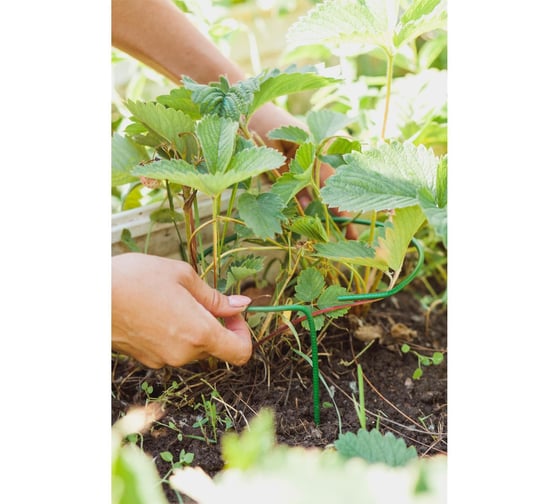 Кустодержатель для клубники Greengo d=20 см, h=25 см, ножка d=0.3 см, металл, зеленый 5100755