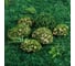 Искусственный мох с корой Greengo Камни 5 шт.,  ассорти: 2 больших, 3 маленьких 5200597 4