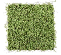 Декоративная панель Greengo 50х50 см, ряска 5200609