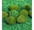 Искусственный мох Greengo Камни 6 шт., 11.5x8.5x6 см 4488262 5