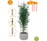Опора для растений круглая GARDEN SHOW 4 кольца, металл, h120 см 466341 2