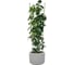 Круглая садовая опора для цветов и растений GARDEN SHOW 5 колец 150 см 466342 7