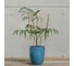 Шпалера Greengo Тройная бамбук, 45x1 см 4822957 2