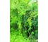 Спиральная поддержка GREEN APPLE 1.5 м Б0008285 2
