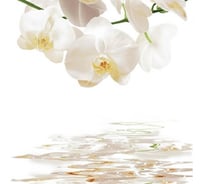 Штора для ванной Zalel фотопринт, 180x200, орхидеи,без колец dx-130 553275