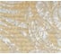 Текстильная штора Aima 240x200 см, Бежевый 4604613313159 2