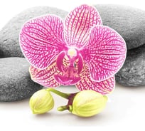 Тканевая шторка для ванны Melodia della vita MZ-75 Мудрость 180х200см 20845