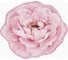 Коврик для ванной Этель Bloom with grace 67x57±2см, 100% п/э, велюр 9406665 1